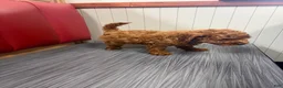 Cavapoo dogs for sale: Chucky🐾✅ - Ad 2
