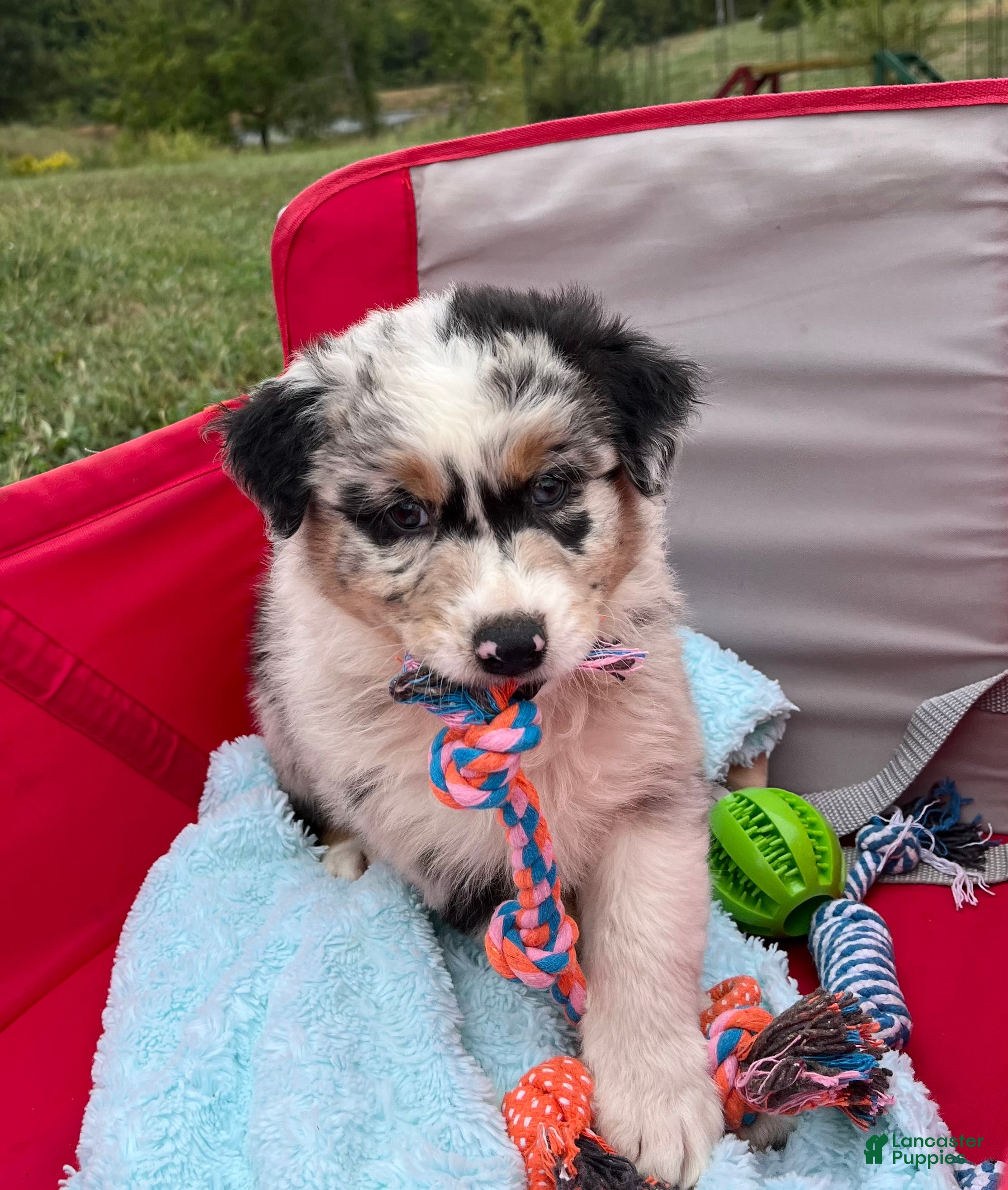 Australian Shepherd dogs Wade - Ad 1