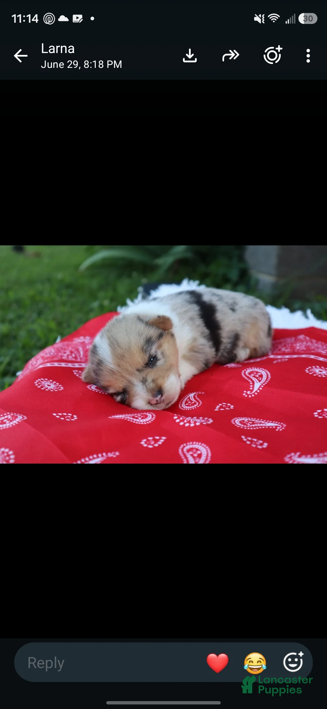 Welsh Corgi Pembroke dogs for sale: Pepper - Ad 1