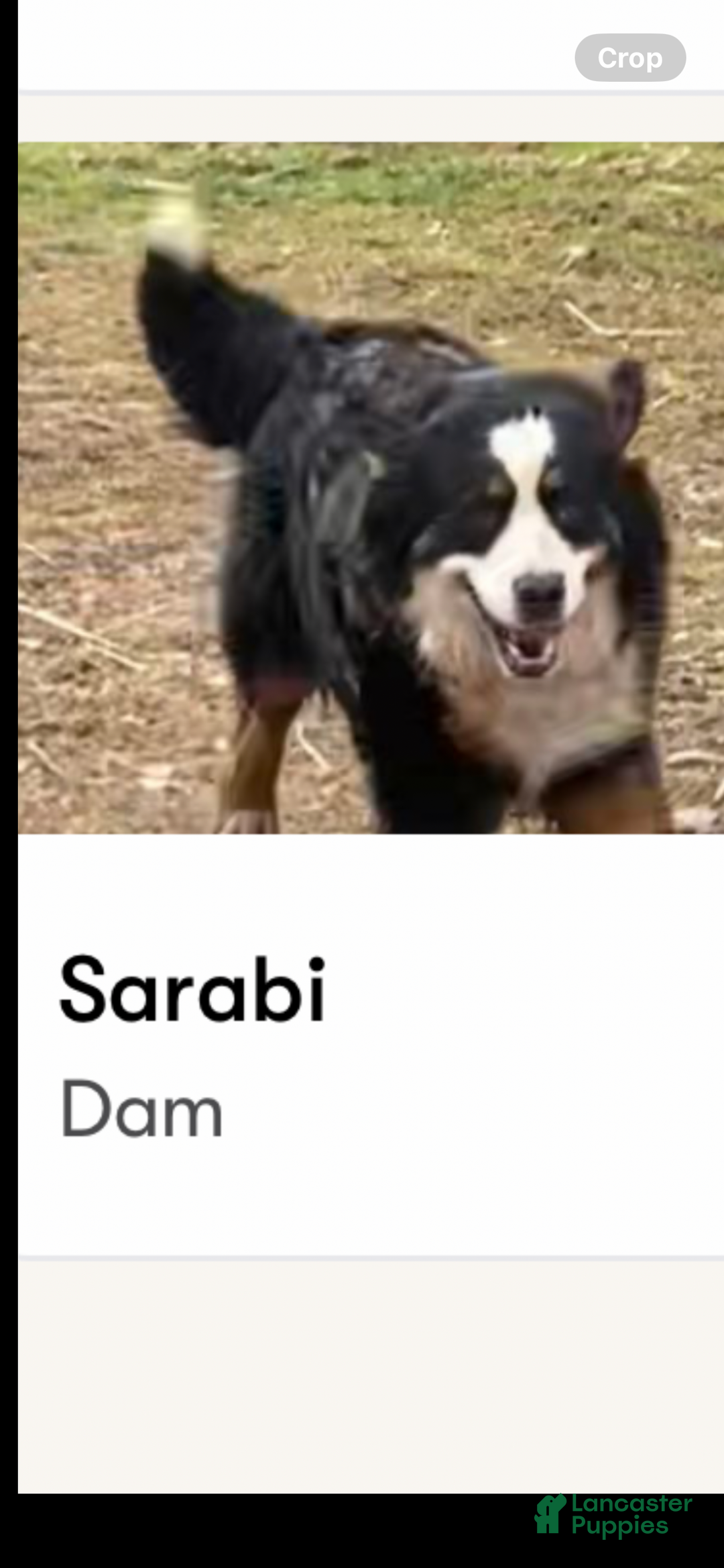 Bernese Mountain Dog dogs for sale: Bernese Mountain Dog Puppy 2 - Ad 4