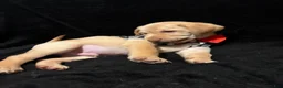 Labrador Retriever dogs for sale: Scrappy-Doo (lime)  - Ad 8