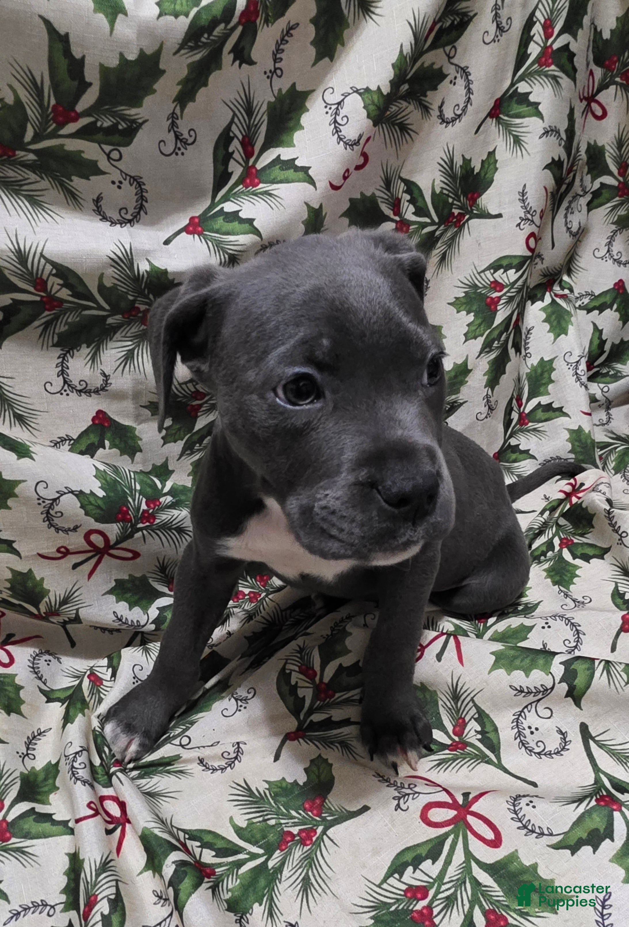 Mixed Breed dogs Eros - Ad 35