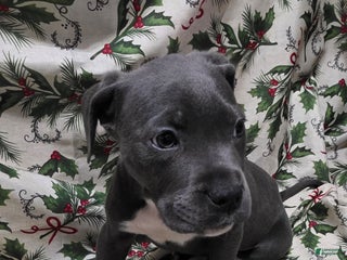 Mixed Breed dogs Eros - Ad 35