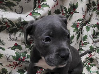 Mixed Breed dogs Eros - Ad 37