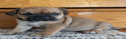 Puggle dogs for sale: Kati - Ad 17
