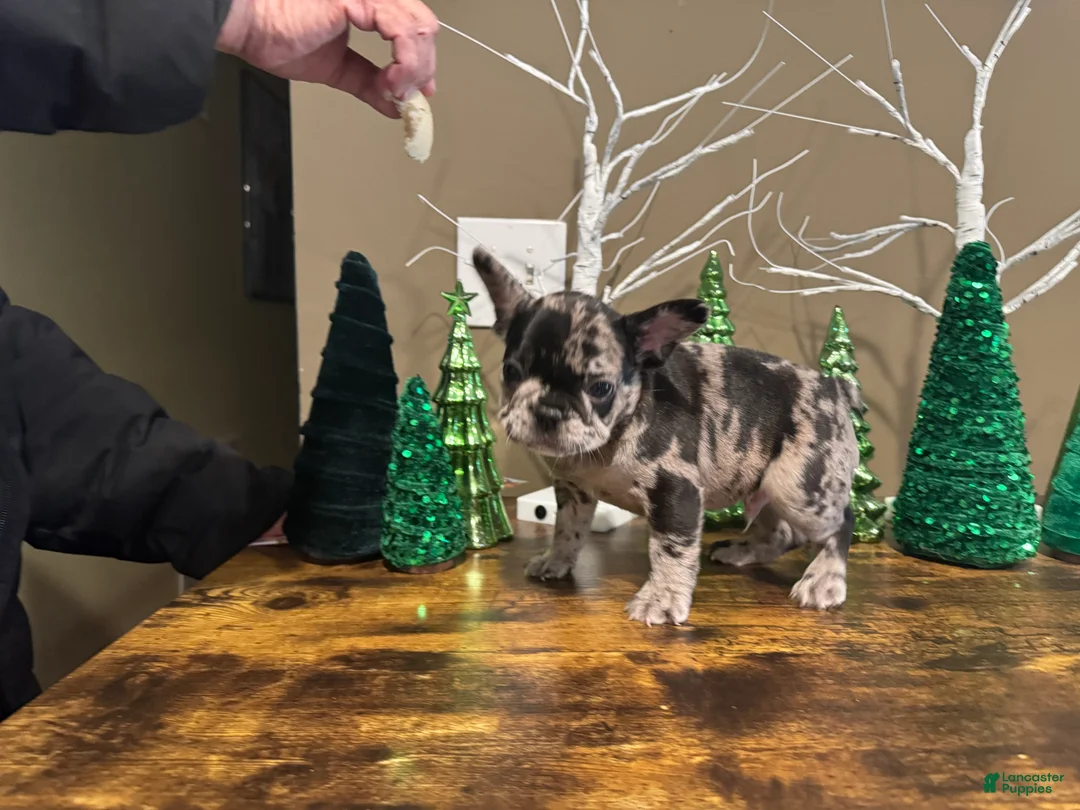 French Bulldog dogs for sale: French Bulldog Puppy 2 - Ad 6