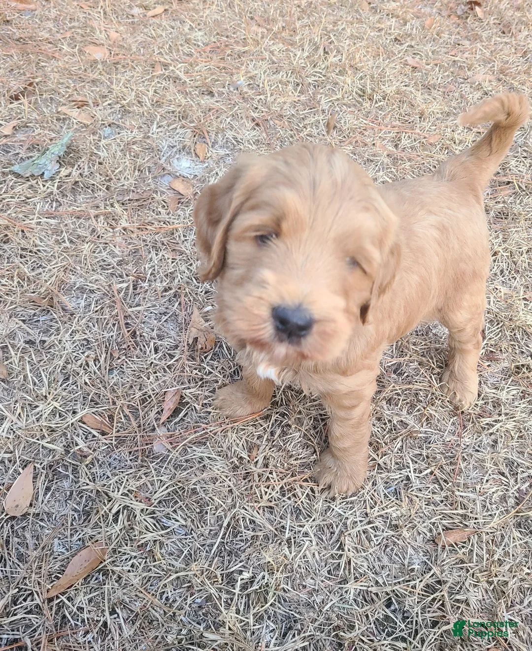 Goldendoodle dogs for sale: Goldendoodle Puppy 1 - Ad 1