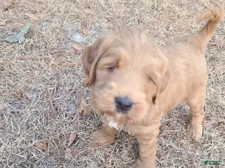 Goldendoodle dogs Goldendoodle Puppy 1 - Ad 25