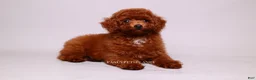 Toy Poodle dogs for sale: Onyx mahogany red mini - Ad 4