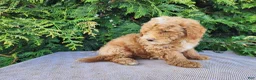 Mini Bernedoodle dogs for sale: Spencer - Ad 9