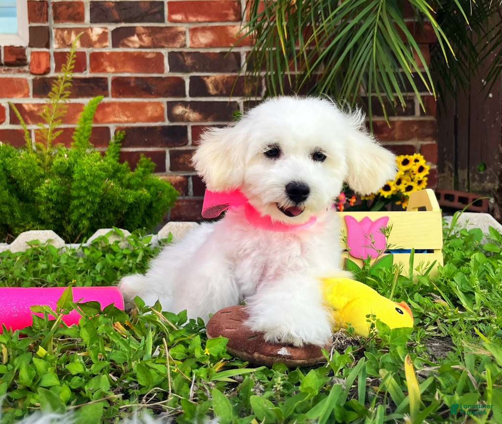 Maltipoo dogs Belle - Ad 2