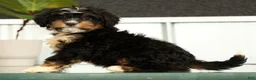 Mini Bernedoodle dogs for sale: Luna - Ad 2