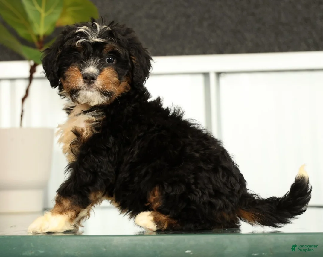 Mini Bernedoodle dogs for sale: Luna - Ad 2
