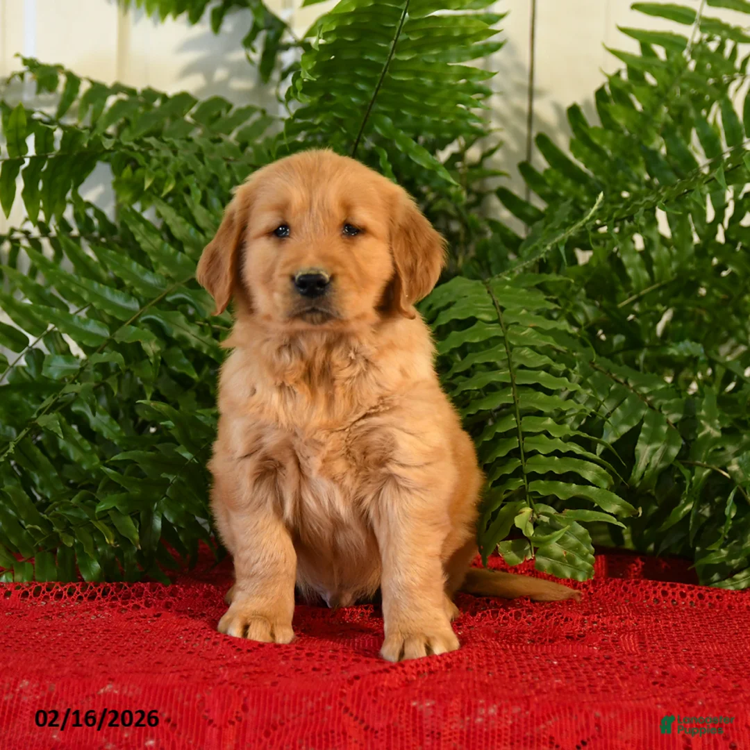 Golden Retriever dogs for sale: Brandy - Ad 3
