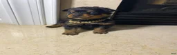 Rottweiler dogs for sale: Rottweiler 1 - Ad 3