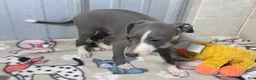Italian Greyhound dogs for sale: Strawberry - Ad 5