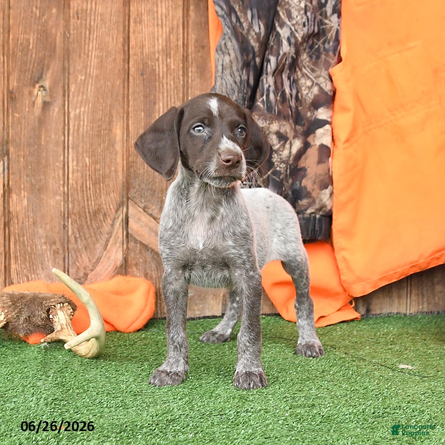 German Shorthaired Pointer dogs Sasha - Ad 2