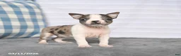 Boston Terrier dogs for sale: Rex - Ad 3