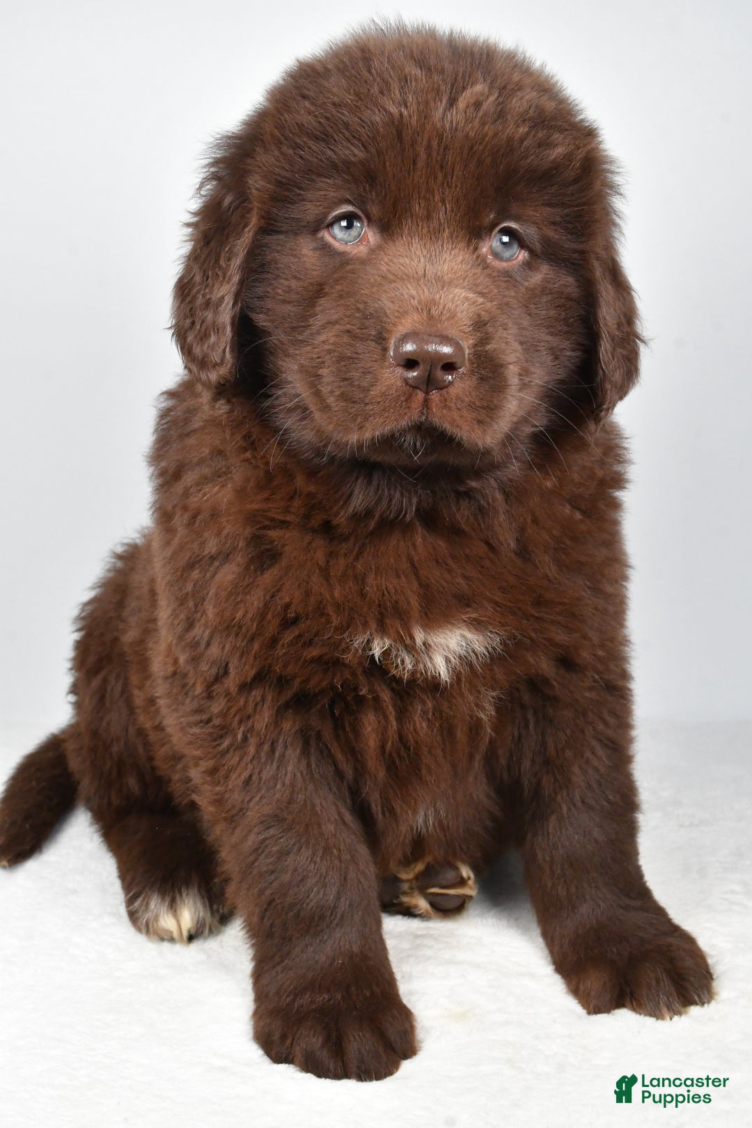 Newfoundland dogs for sale: Piper - Ad 8