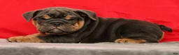 English Bulldog dogs for sale: Tinker - Ad 3
