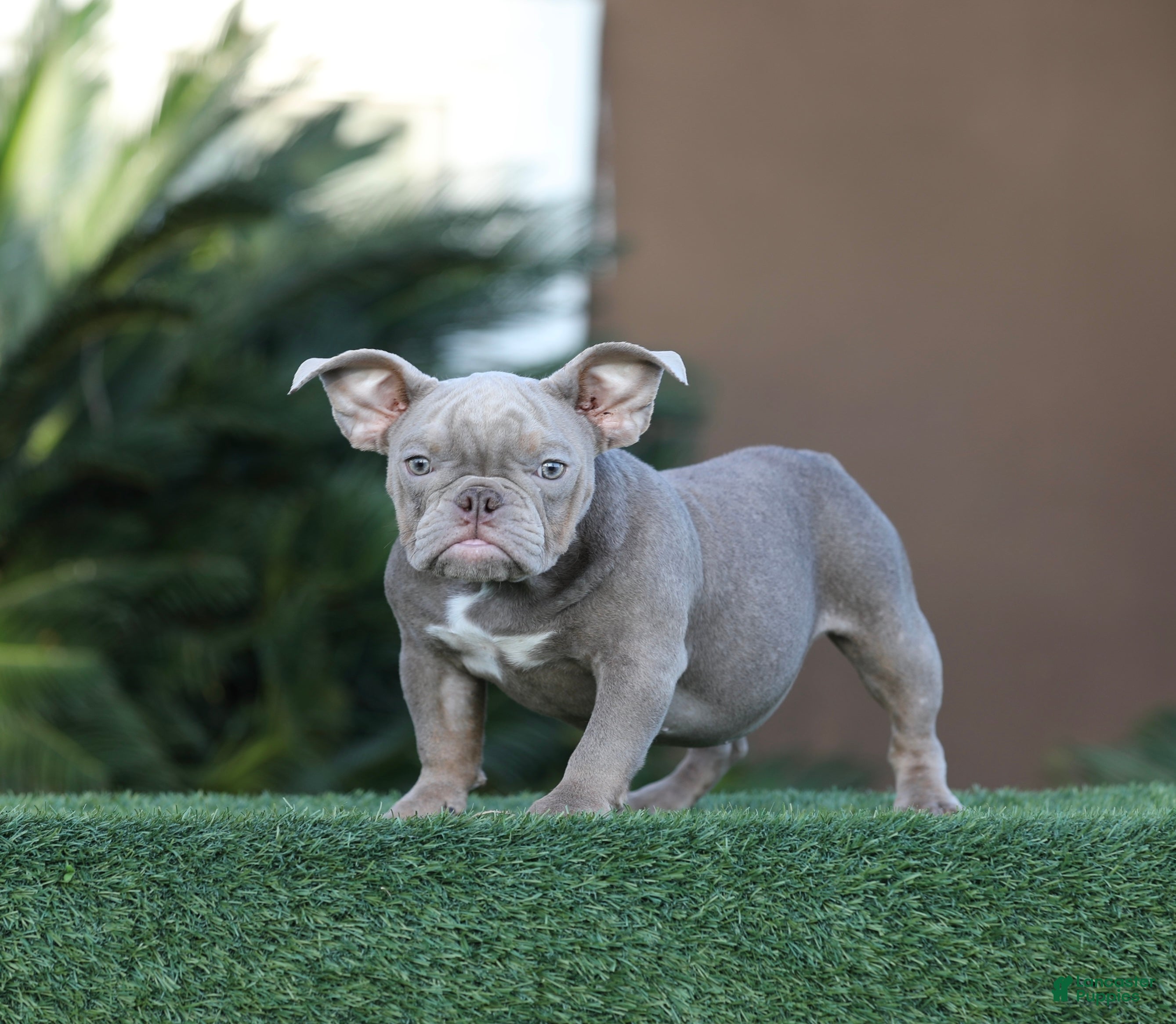 American Bully dogs American Bully Puppy 2 - Ad 13