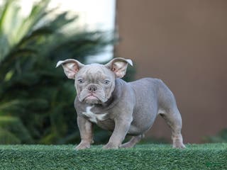 American Bully dogs American Bully Puppy 2 - Ad 13