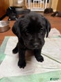 Labrador Retriever Puppy RITA