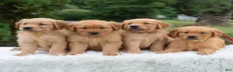 Golden Retriever dogs for sale: Harper  - Ad 7