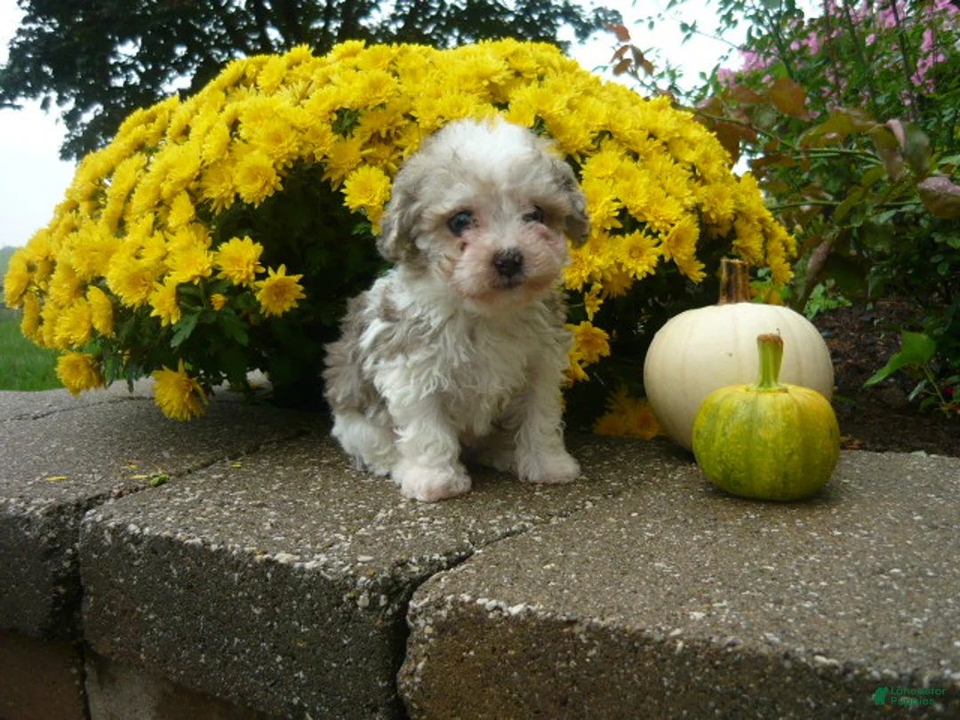 Yorkiepoo dogs for sale: Yorkiepoo 1 - Ad 1