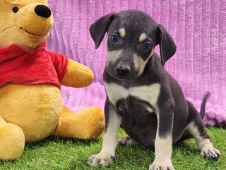 Catahoula Leopard Dog dogs Tess 2025 Female 1 - Ad 17