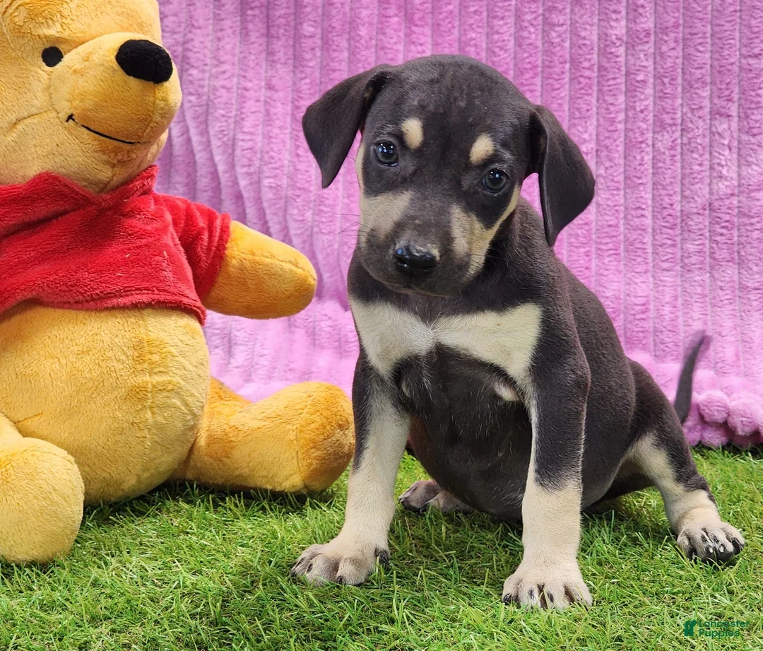 Catahoula Leopard Dog dogs for sale: Tess 2025 Female 1 - Ad 1