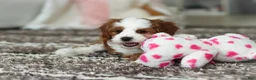 Cavapoo dogs for sale: Princess - Ad 12