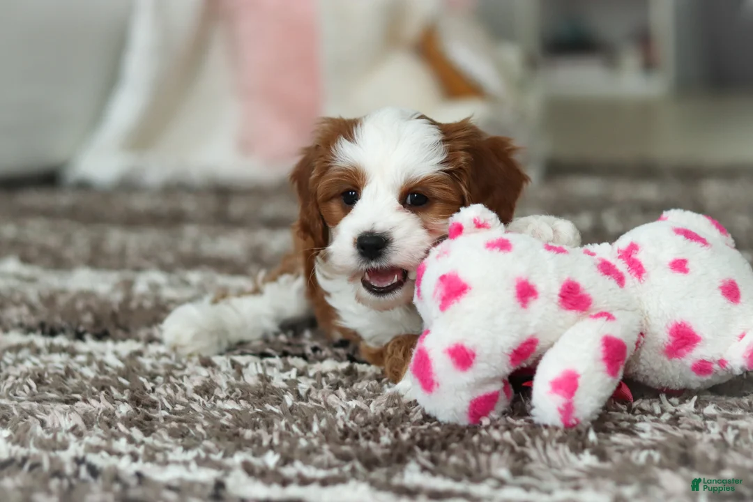 Cavapoo dogs for sale: Princess - Ad 12