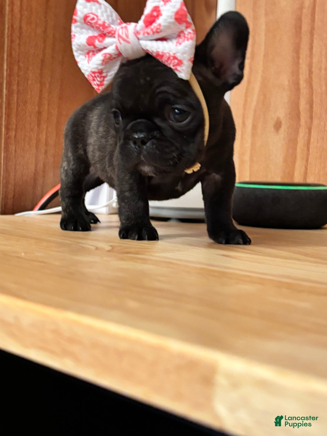 French Bulldog dogs for sale: French Bulldog Puppy 4 - Ad 5