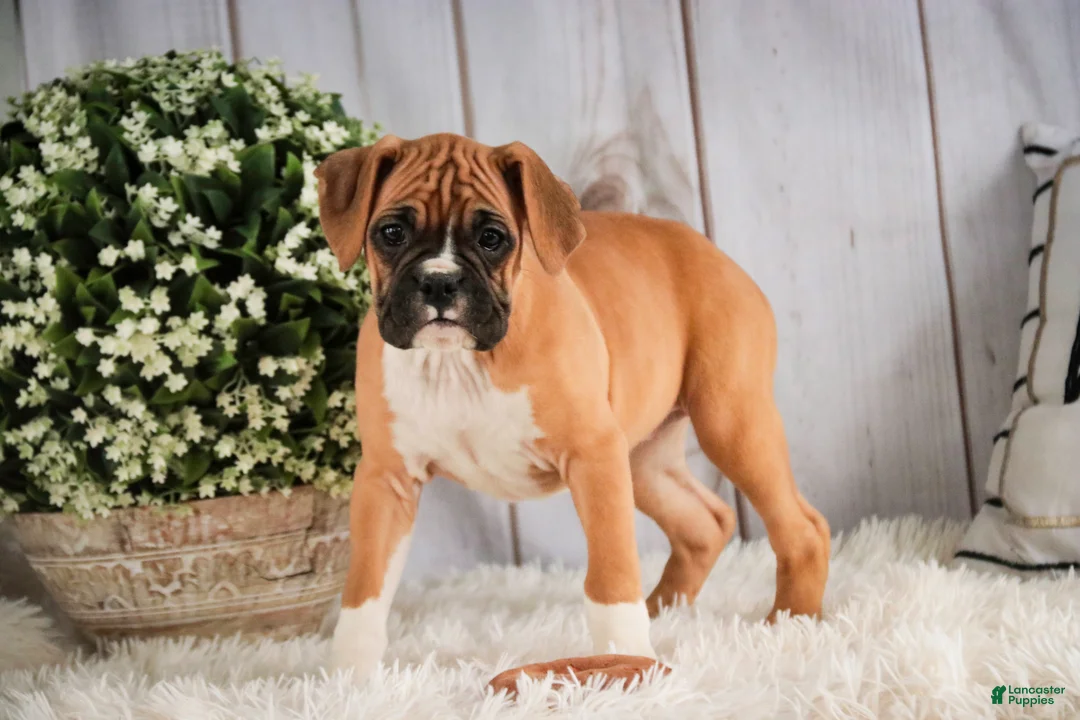 Boxer dogs for sale: Terra - Ad 4