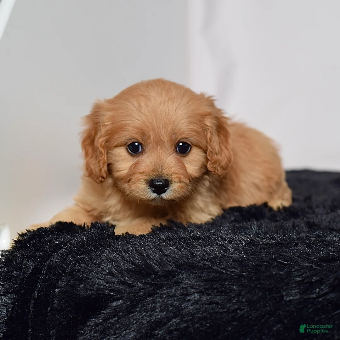 Cavapoo dogs for sale: Mr. Captain - Ad 2