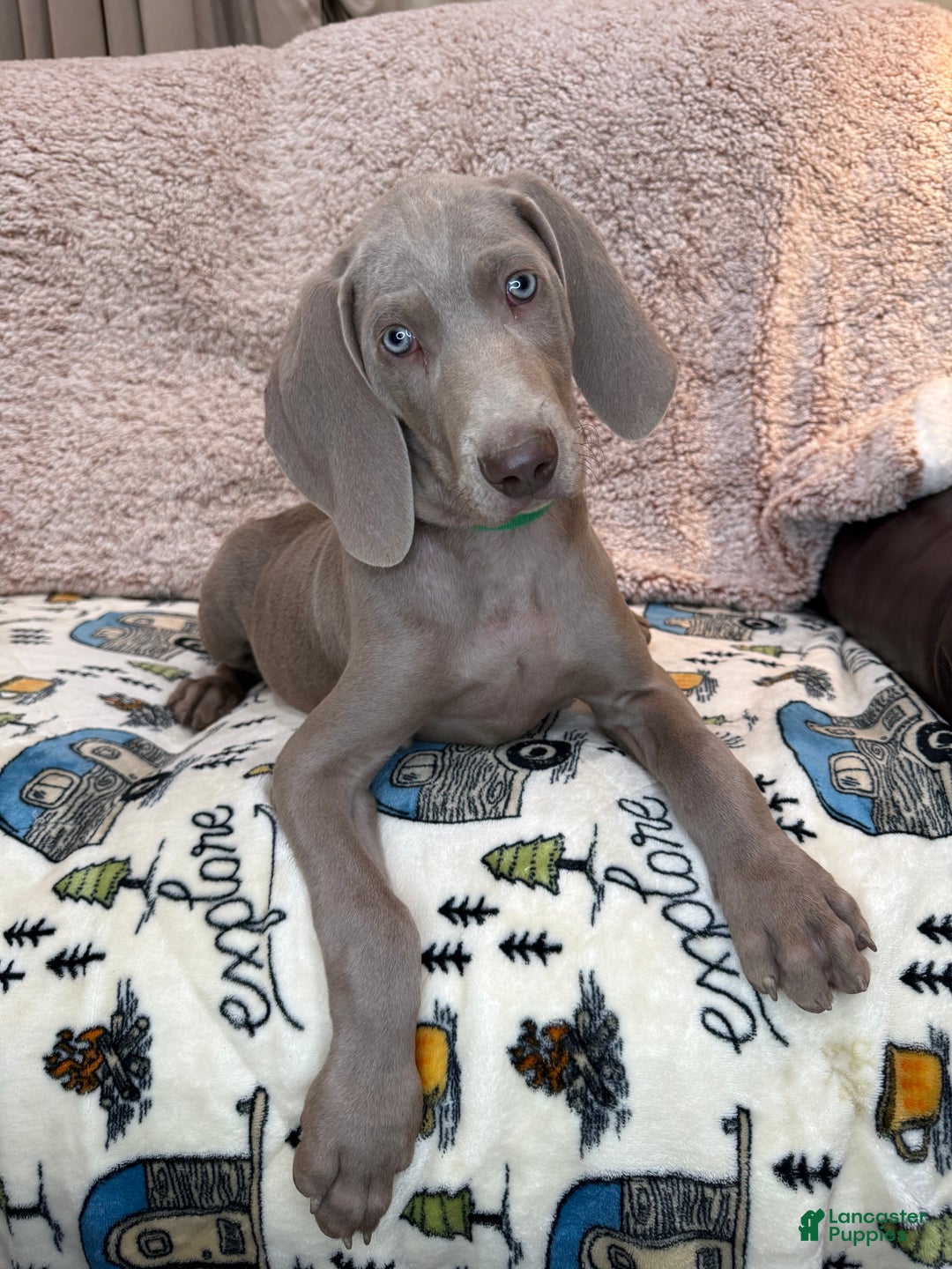 Weimaraner dogs for sale: Green - Ad 2
