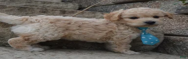 Mini Gus
