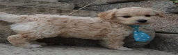 Mini Goldendoodle dogs for sale: Mini Gus - Ad 1