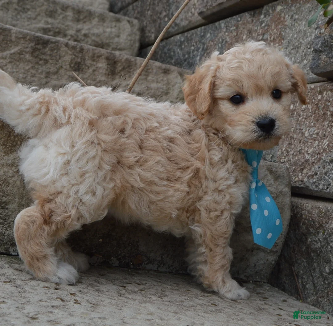 Mini Goldendoodle dogs for sale: Mini Gus - Ad 1