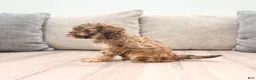 Miniature Poodle dogs for sale: Caramel - Ad 5