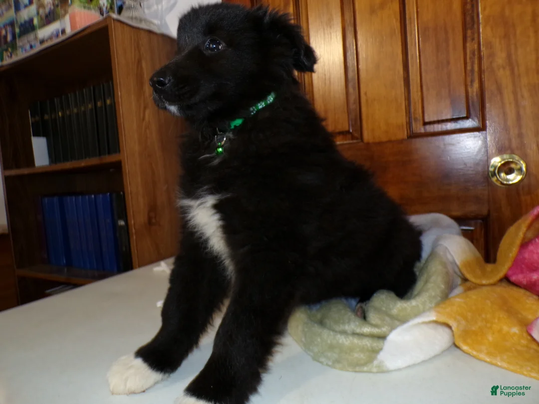 Mixed Breed dogs for sale: Mixed Breed Puppy 1 Lexie - Ad 2
