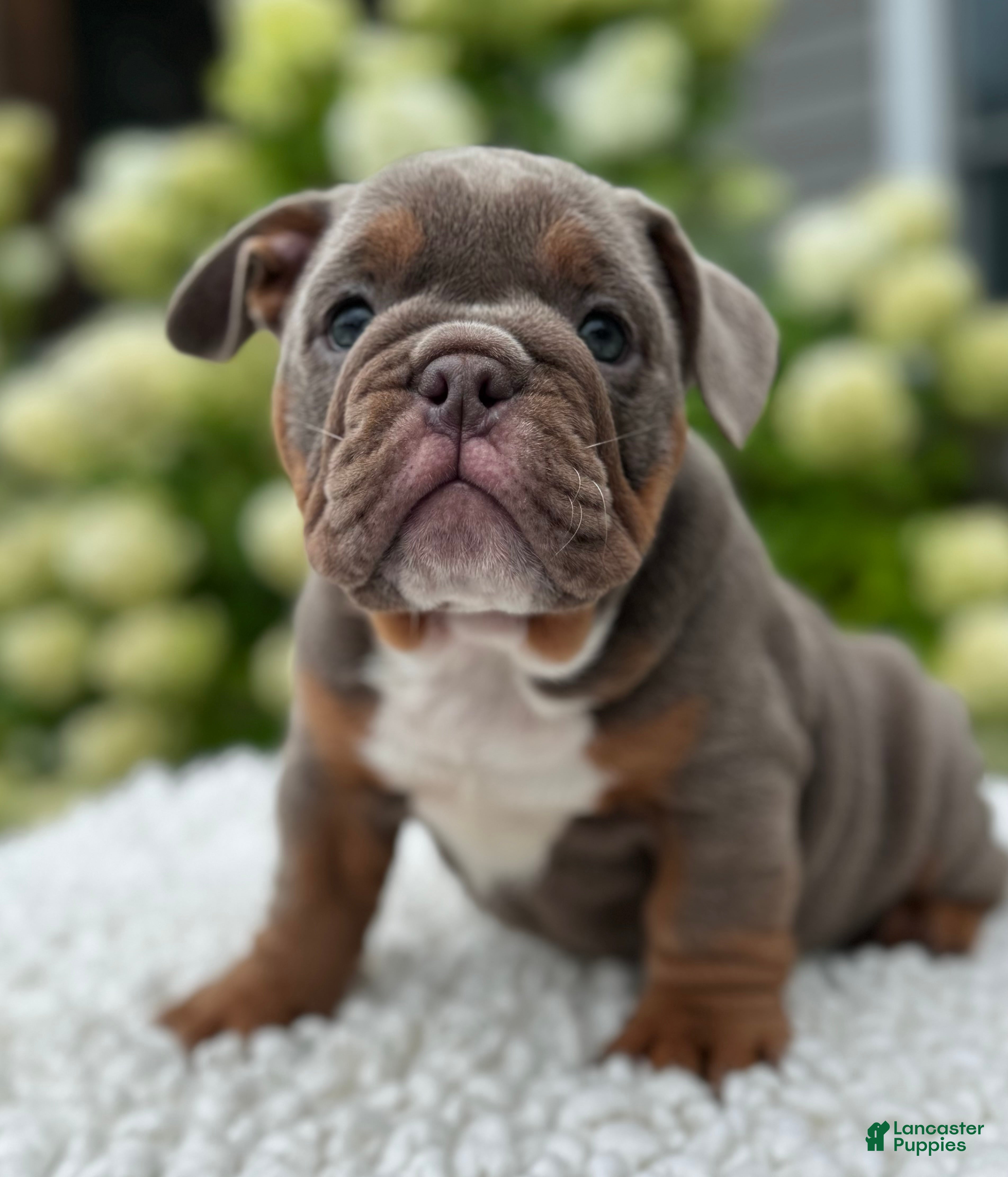 Beabull dogs Dixie  - Ad 2