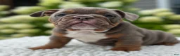 Beabull dogs for sale: Dixie  - Ad 2