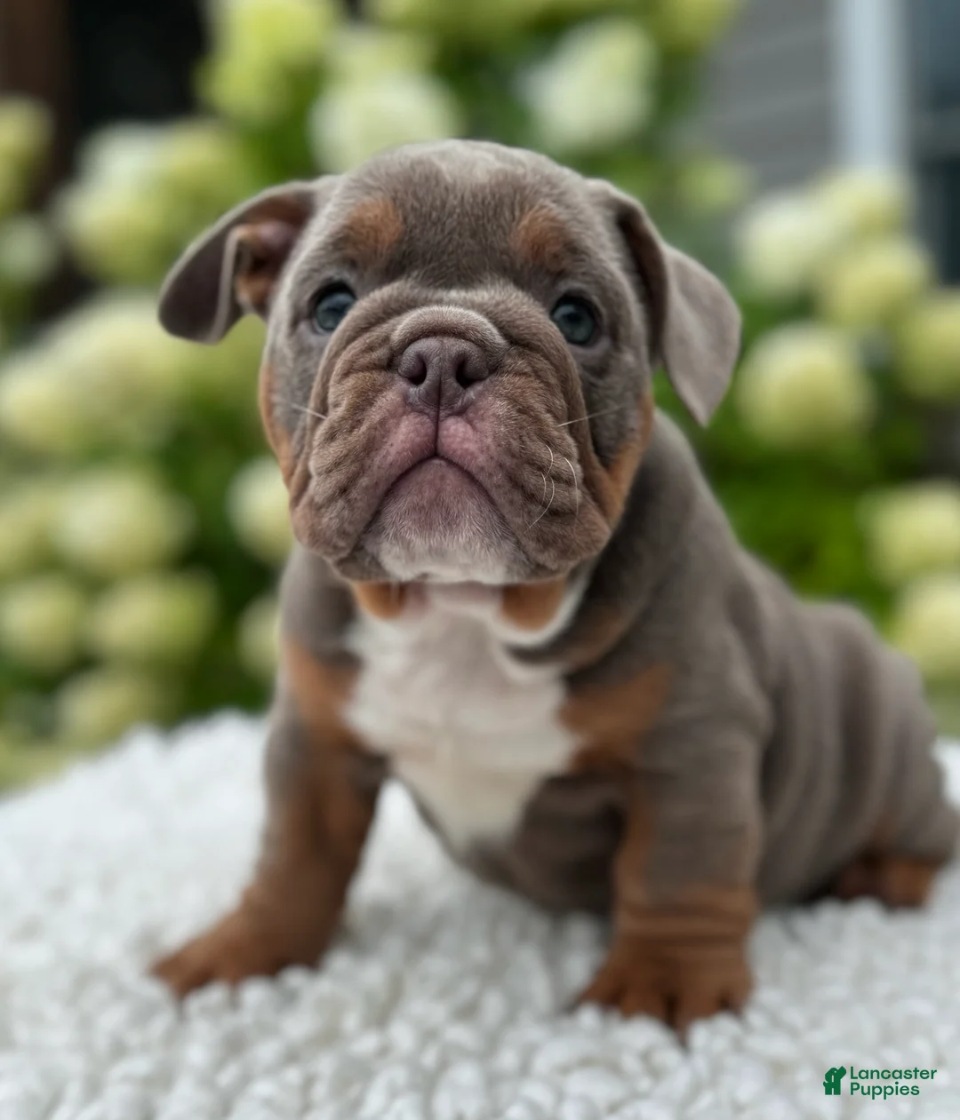 Beabull dogs for sale: Dixie  - Ad 2