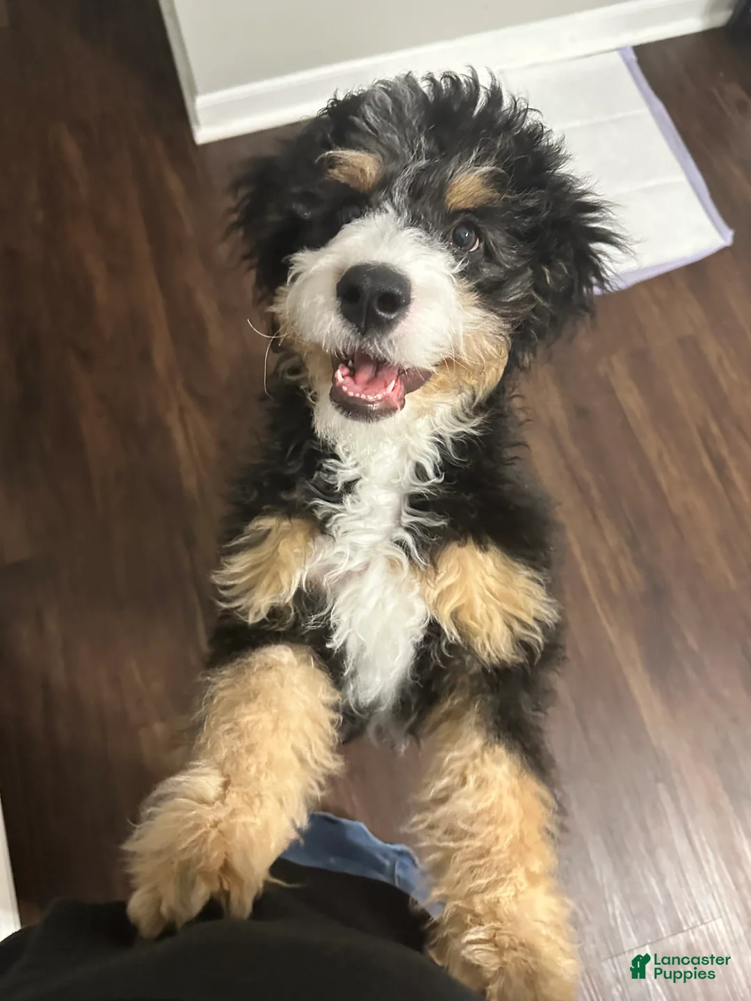 Gallery Image {{count}}