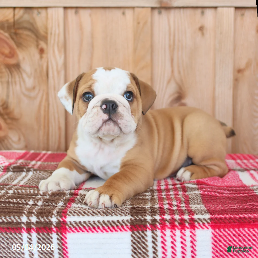 English Bulldog dogs for sale: Rocky - Ad 1