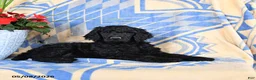 Standard Poodle dogs for sale: Volt  - Ad 4