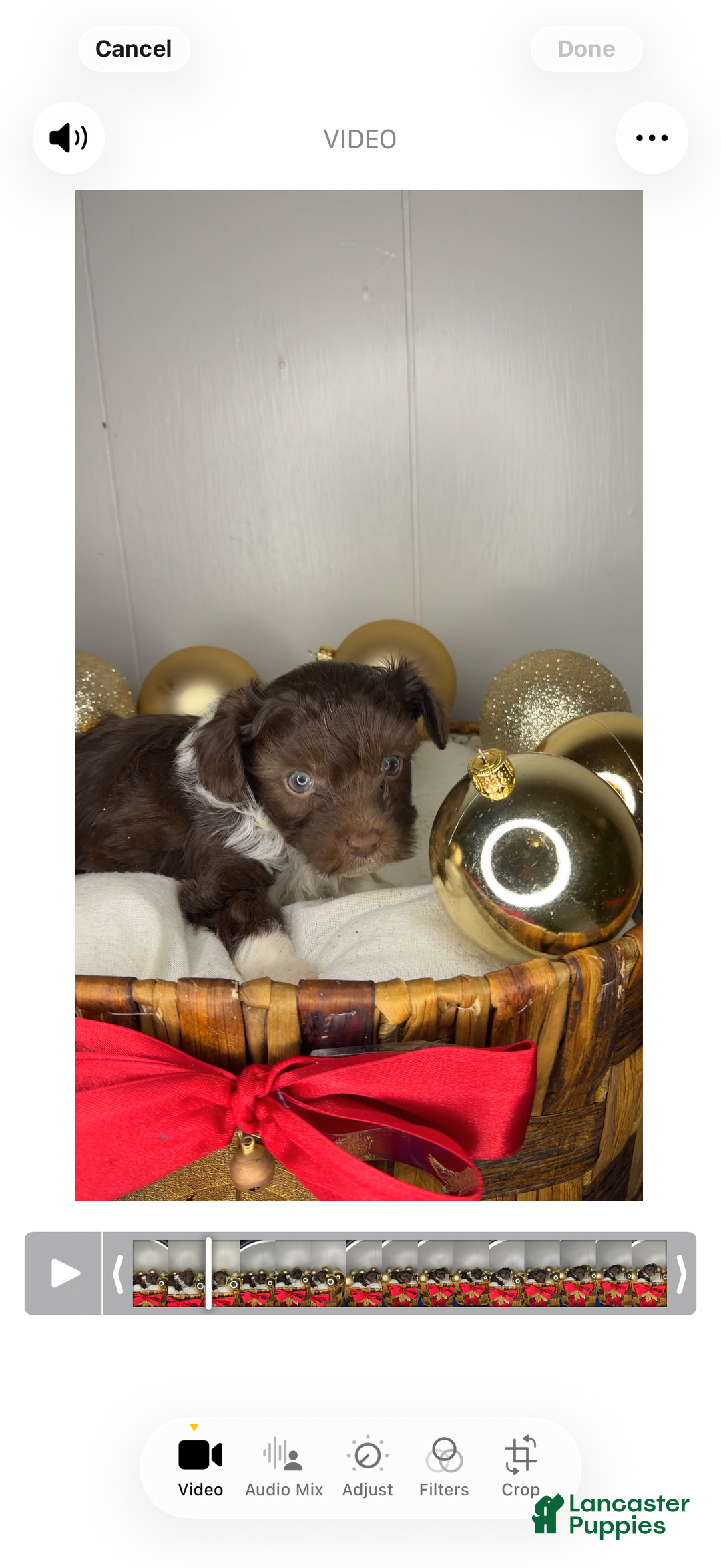 Yorkiepoo dogs for sale: Teddy - Ad 2