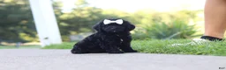 Cavapoo dogs for sale: Juniper - Ad 4